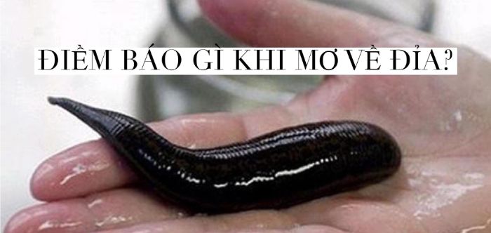 mo-thay-dia-can-danh-so-gi-7 Mơ đỉa cắn đánh con gì còn tùy thuộc nhiều vào từng ngữ cảnh của cơn mộng
